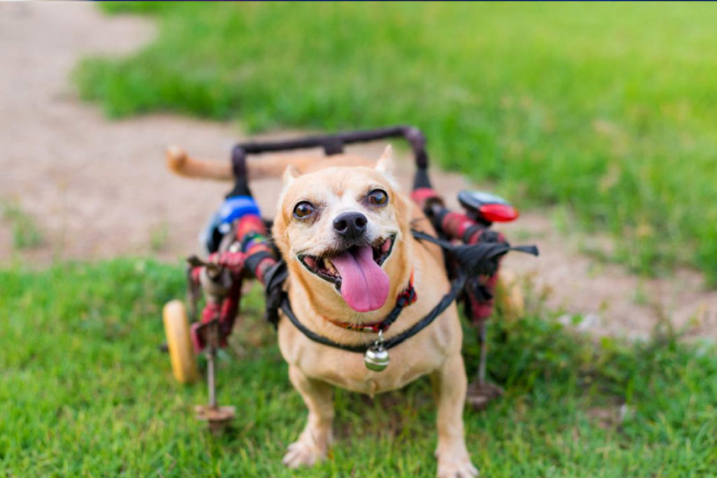 How to Make a Dog Wheelchair Out of a Baby Stroller