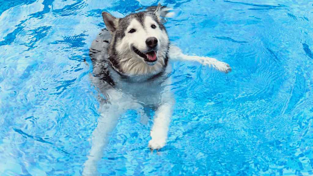 A Dog Swimming in The Swimming Pool
