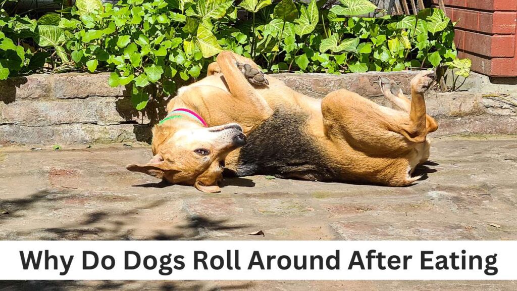 Why Do Dogs Roll Around After Eating