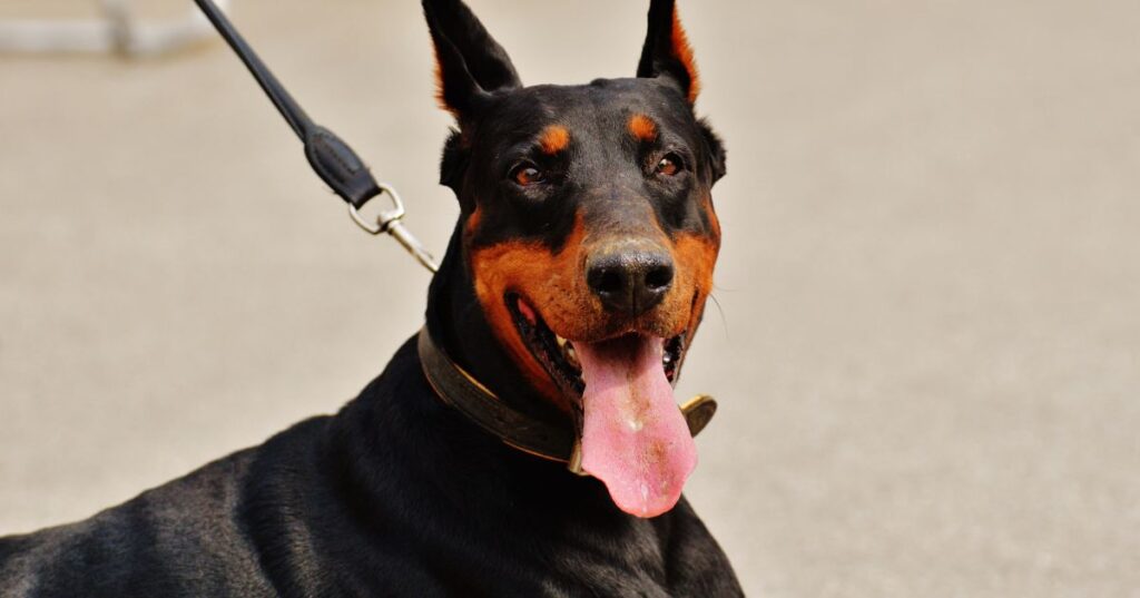 Do Dobermans Turn on Their Owners
