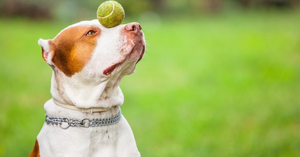 Exercise is a Necessity for Pitbull Terriers