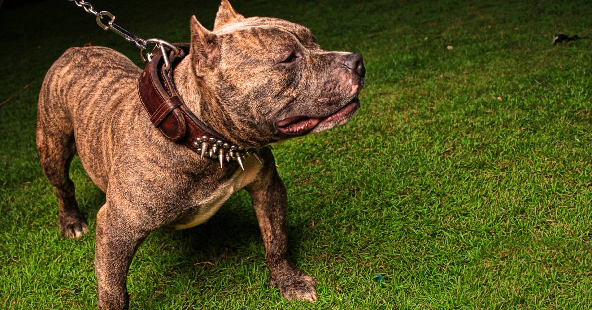 how-much-exercise-does-a-pitbull-need-top-healthy-exercises