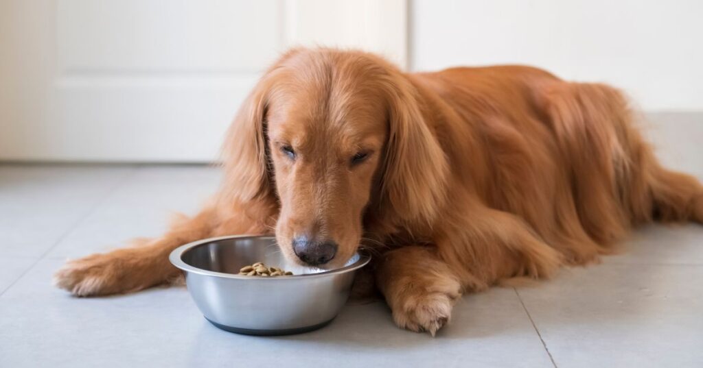 Is Xanthan Gum Safe for Dogs