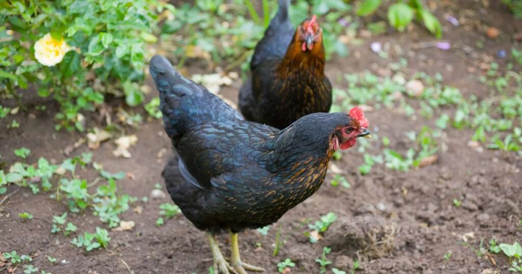 Australorp Chickens
