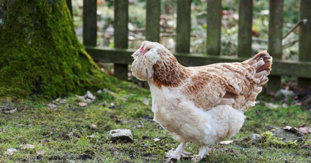 Faverolle Chickens