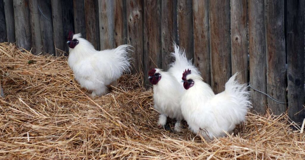 Sultan Chickens